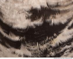 Photo Textures of Animal Skin